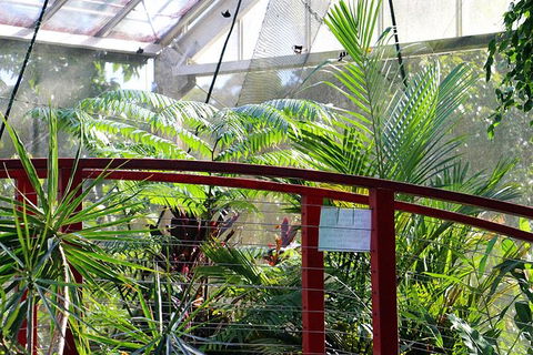 Australian Butterfly Sanctuary- Virtual Interactive Tour With Private Guide - Surfers Paradise Gold Coast 2