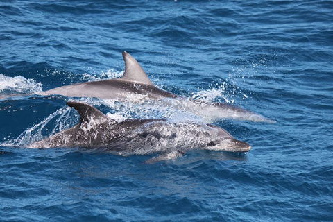 Sandy Straits Scenic & Wildlife Cruise - Surfers Paradise Gold Coast 1