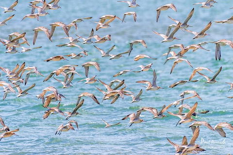 Sandy Straits Scenic & Wildlife Cruise - Surfers Paradise Gold Coast 4