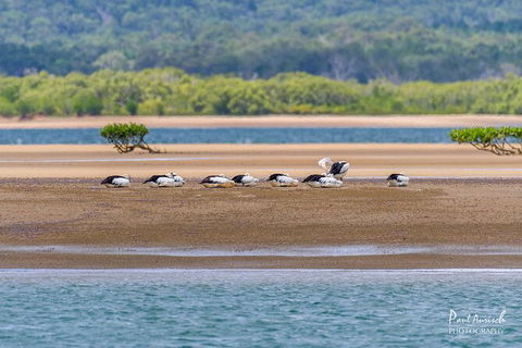 Sandy Straits Scenic & Wildlife Cruise - Surfers Paradise Gold Coast 3