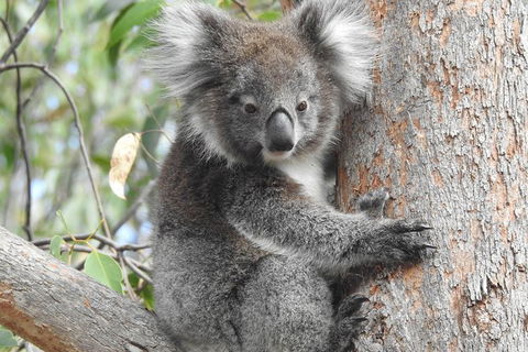 Adelaide Hills Private Day Tour - Surfers Paradise Gold Coast 3