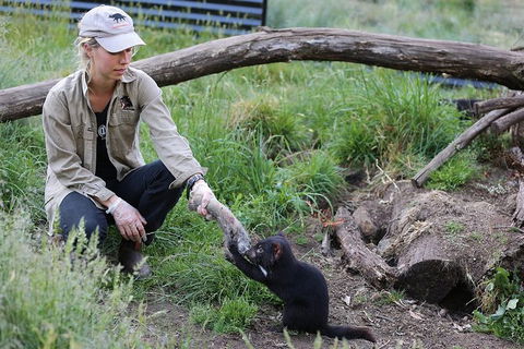 After Dark Tasmanian Devil Feeding Tour At Cradle Mountain - Surfers Paradise Gold Coast 3