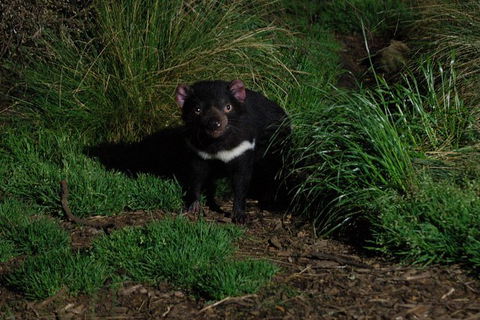 After Dark Tasmanian Devil Feeding Tour At Cradle Mountain - Surfers Paradise Gold Coast 1