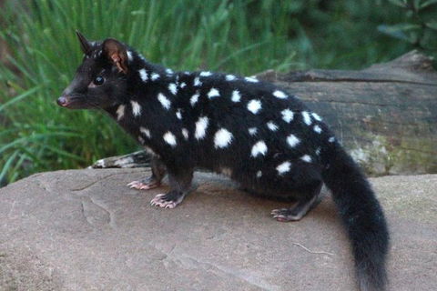 After Dark Tasmanian Devil Feeding Tour At Cradle Mountain - Surfers Paradise Gold Coast 5