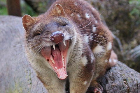 After Dark Tasmanian Devil Feeding Tour At Cradle Mountain - Surfers Paradise Gold Coast 4