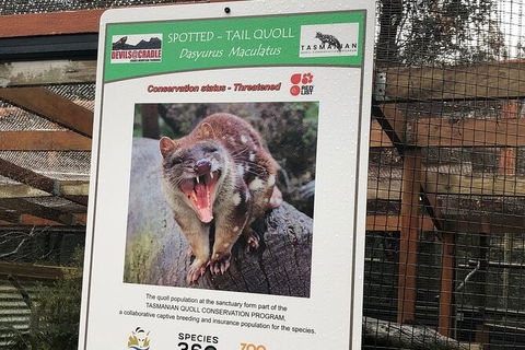 After Dark Tasmanian Devil Feeding Tour At Cradle Mountain - Surfers Paradise Gold Coast 2