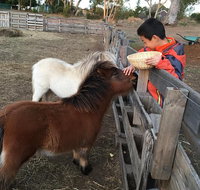 Feed/play with animals and Kayak during hobby farm tour - Surfers Paradise Gold Coast