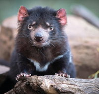 Cruise Ship Special from Hobart Shuttle to Bonorong Wildlife Park. - Surfers Paradise Gold Coast