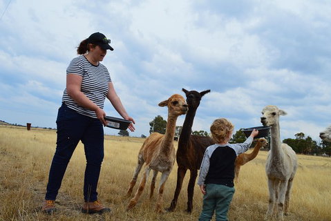 Alpaca Farm Tours With Toffeemont - Surfers Paradise Gold Coast 4