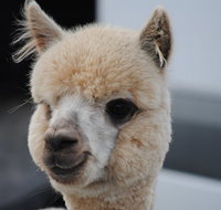 Alpaca Farm Tours with Toffeemont - Surfers Paradise Gold Coast
