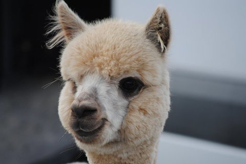 Alpaca Farm Tours With Toffeemont - Surfers Paradise Gold Coast 0