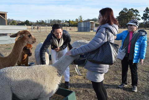 Alpaca Farm Tours With Toffeemont - Surfers Paradise Gold Coast 2