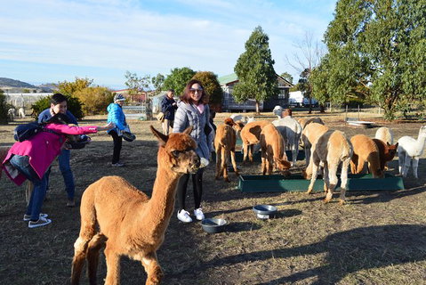 Alpaca Farm Tours With Toffeemont - Surfers Paradise Gold Coast 5