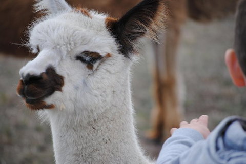 Alpaca Farm Tours With Toffeemont - Surfers Paradise Gold Coast 1