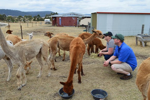 Alpaca Farm Tours With Toffeemont - Surfers Paradise Gold Coast 3