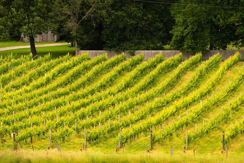 All Inclusive Wine Tour Up The Derwent Valley Hobart: Local Wines & Cheeses - Surfers Paradise Gold Coast 3