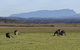 Spend A Day In One Of Tasmania\'s Best Wildlife National Park\'s - thumb 0