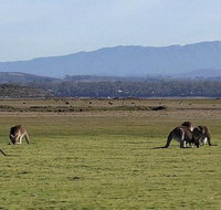 Spend a day in one of Tasmania's best wildlife National Park's - Surfers Paradise Gold Coast