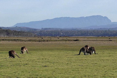 Spend A Day In One Of Tasmania\'s Best Wildlife National Park\'s - Surfers Paradise Gold Coast 0