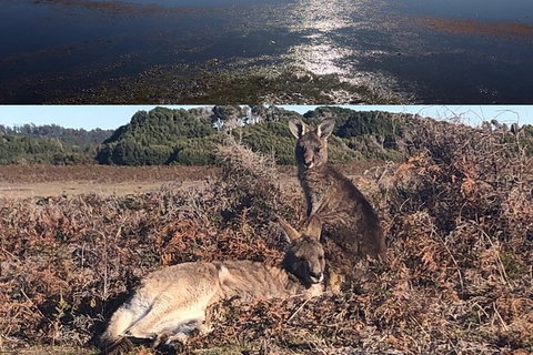 Spend A Day In One Of Tasmania\'s Best Wildlife National Park\'s - Surfers Paradise Gold Coast 4