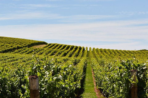 Launceston Wine & Sightseeing Tours - Surfers Paradise Gold Coast 3