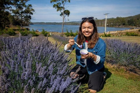 Discover Hobart: Port Arthur And Lavender Farm 1 Day Tour - Surfers Paradise Gold Coast 2