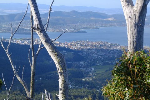 Mt. Wellington Morning Hike + Afternoon Beer & History Walk - Surfers Paradise Gold Coast 10