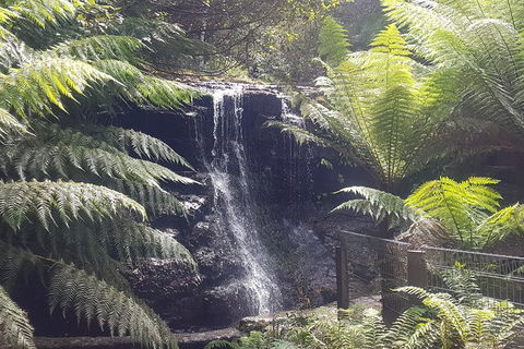 Mt. Wellington Morning Hike + Afternoon Beer & History Walk - Surfers Paradise Gold Coast 16