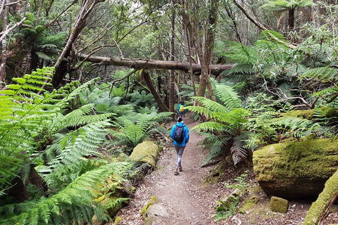Mt. Wellington Morning Hike + Afternoon Beer & History Walk - Surfers Paradise Gold Coast 7