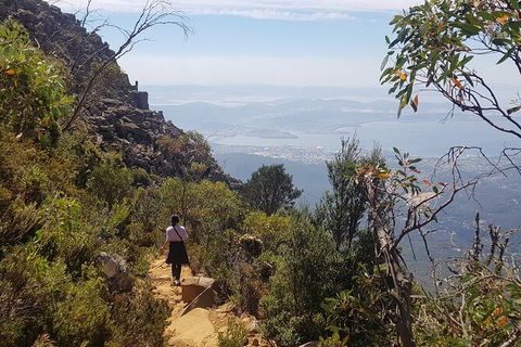 Mt. Wellington Morning Hike + Afternoon Beer & History Walk - Surfers Paradise Gold Coast 1
