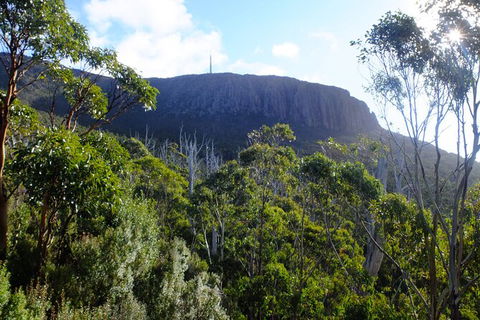 Mt. Wellington Morning Hike + Afternoon Beer & History Walk - Surfers Paradise Gold Coast 4