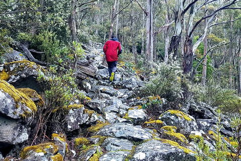 Mt. Wellington Morning Hike + Afternoon Beer & History Walk - Surfers Paradise Gold Coast 8