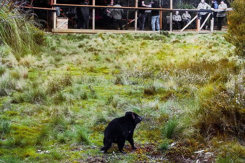 1-Hour Tasmanian Devil Feeding Day Tour At Cradle Mountain - Surfers Paradise Gold Coast 4