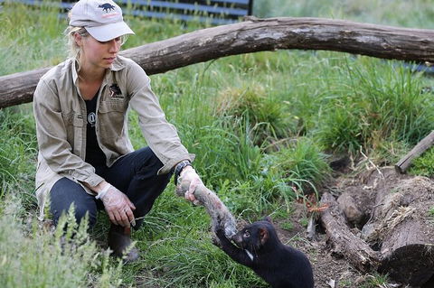 1-Hour Tasmanian Devil Feeding Day Tour At Cradle Mountain - Surfers Paradise Gold Coast 0