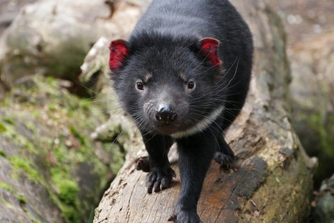 1-Hour Tasmanian Devil Feeding Day Tour At Cradle Mountain - Surfers Paradise Gold Coast 1