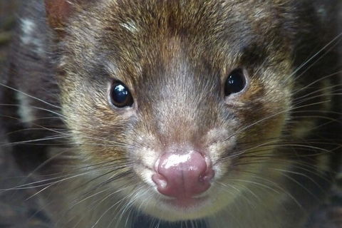 1-Hour Tasmanian Devil Feeding Day Tour At Cradle Mountain - Surfers Paradise Gold Coast 2