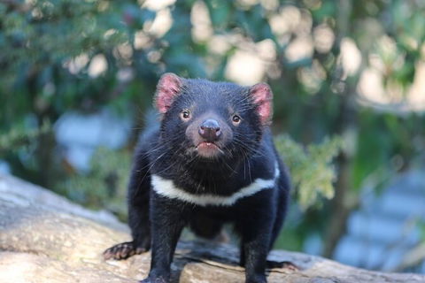1-Hour Tasmanian Devil Feeding Day Tour At Cradle Mountain - Surfers Paradise Gold Coast 5