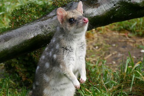 1-Hour Tasmanian Devil Feeding Day Tour At Cradle Mountain - Surfers Paradise Gold Coast 3