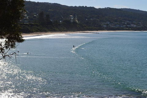PRIVATE Great Ocean Road Tour And 12 Apostles With Wildlife Spotting - Surfers Paradise Gold Coast 6