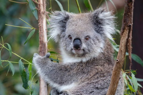 PRIVATE Great Ocean Road Tour And 12 Apostles With Wildlife Spotting - Surfers Paradise Gold Coast 7
