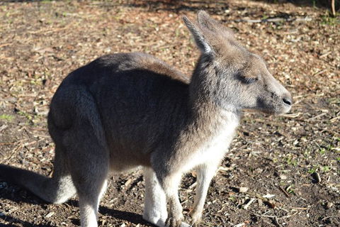 PRIVATE Great Ocean Road Tour And 12 Apostles With Wildlife Spotting - Surfers Paradise Gold Coast 2
