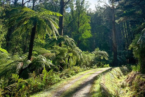 Aqueduct And Rail Trail Self-Guided Bike Tour In Warburton - Surfers Paradise Gold Coast 3