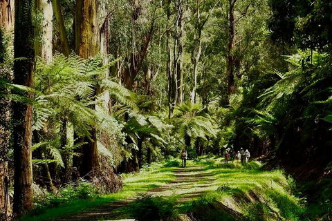 Aqueduct And Rail Trail Self-Guided Bike Tour In Warburton - Surfers Paradise Gold Coast 1