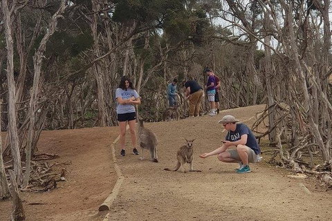 Phillip Island Penguin And Wildlife Tour - Surfers Paradise Gold Coast 34