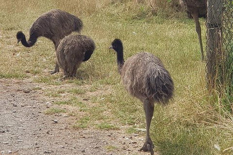 Phillip Island Penguin And Wildlife Tour - Surfers Paradise Gold Coast 32