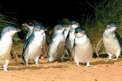 Phillip Island Penguin And Wildlife Tour - Surfers Paradise Gold Coast 0