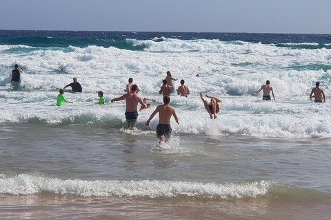 Phillip Island Penguin And Wildlife Tour - Surfers Paradise Gold Coast 18