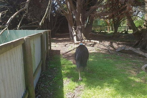 Phillip Island Penguin And Wildlife Tour - Surfers Paradise Gold Coast 5