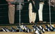 Phillip Island Penguin And Wildlife Tour - thumb 20