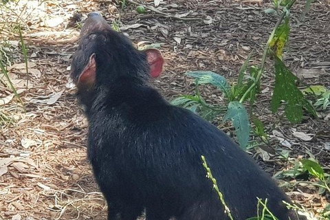 Phillip Island Penguin And Wildlife Tour - Surfers Paradise Gold Coast 26